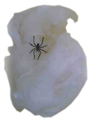 Wit spinnenweb met 2 plastic spinnen